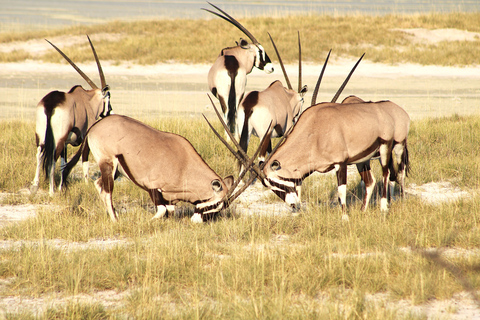 Windhoek: 3-Day Guided Safari in Etosha with Lodge