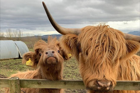 Mucche delle Highlands, Walk Alpacas e Centro della fauna selvatica scozzese