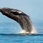 Sydney: Crociera per avvistare le balene