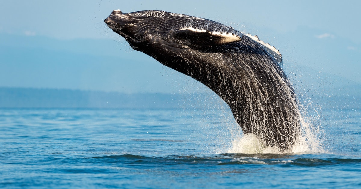 Sydney: Whale Watching Adventure Cruise | GetYourGuide