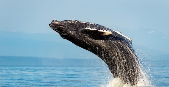 Sydney: Whale-Watching-Abenteuerfahrt
