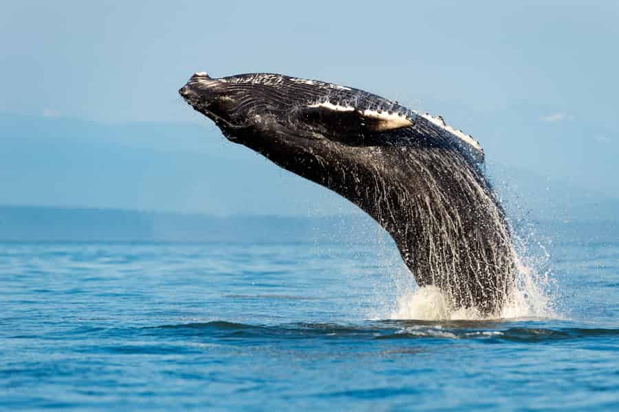 Sydney: Whale-Watching-Abenteuerfahrt. Foto: GetYourGuide