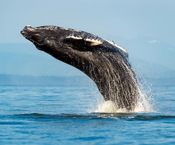 Sydney: Whale Watching Adventure Cruise