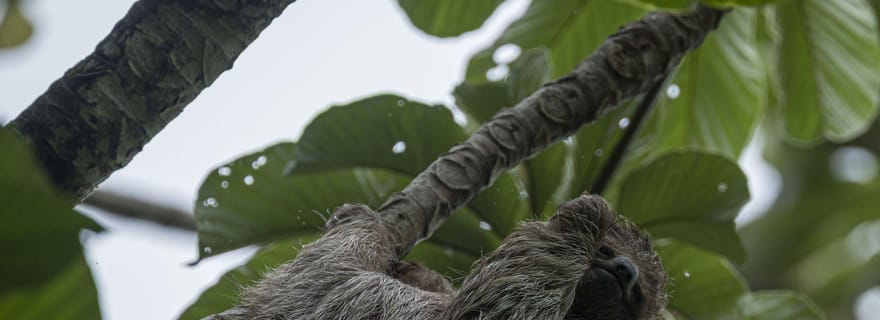 Guanacaste : observation des paresseux et visite guidée autour du café