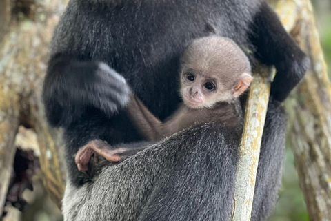 Colombo: Bentota Mangrove River Safari 6-8 Hour Tour