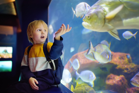 Dusseldorf Family Friendly Highlights & Aquazoo Walking Tour 4-hour: Old Town Highlights & Aquazoo Tour