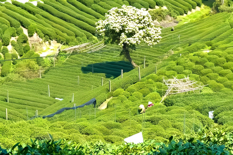 From Shanghai: West Lake & Longjing Tea Village Private Tour