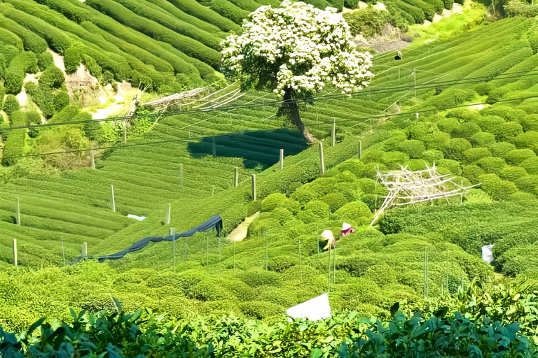 From Shanghai: West Lake & Longjing Tea Village Private Tour