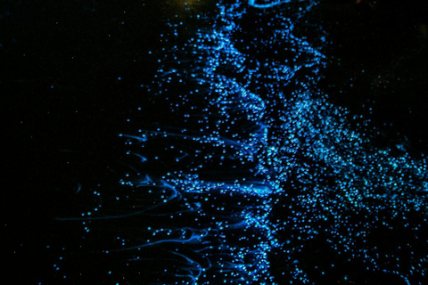 Vieques: Bioluminescent Bay Clear Bottom Kayaking