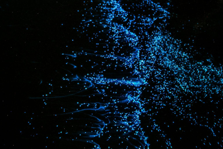 Vieques: Bioluminescent Bay Clear Bottom Kayaking