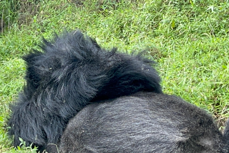 4 Tage Ruanda Wildlife Safari & Gorilla Trekking Reise