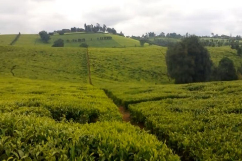 Desde Nairobi: Visita y almuerzo en la Granja de Té Kiambethu