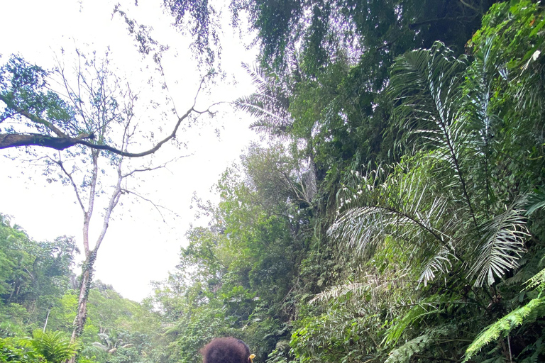 Bali: Tour del villaggio di Taro e del tempio dell&#039;acqua di sorgente sacraTour del Tempio dell&#039;Acqua Santa con trasporto da Ubud