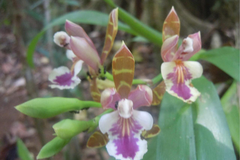 Uvita: Corcovado National Park Guided Hike with Lunch