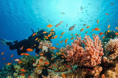 Da Nang: Cham Islands Fun Dive with Lunch and Transfers Fun Divers with Certified - two dive