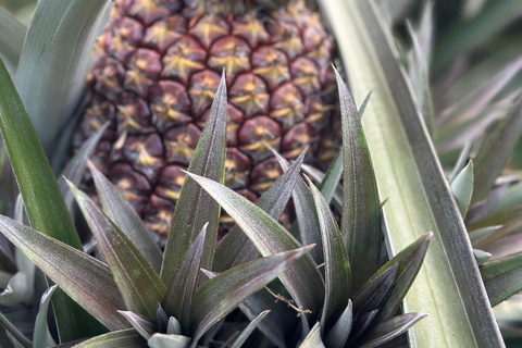 From Medellín: Pineapple Farm Experience with Tasting