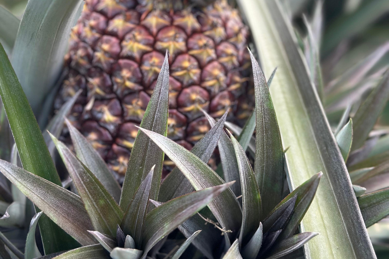 From Medellín: Pineapple Farm Experience with Tasting