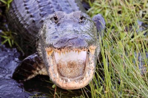 New Orleans: 6 Passenger Premium Airboat Swamp Tour Self-Drive to Meeting Point