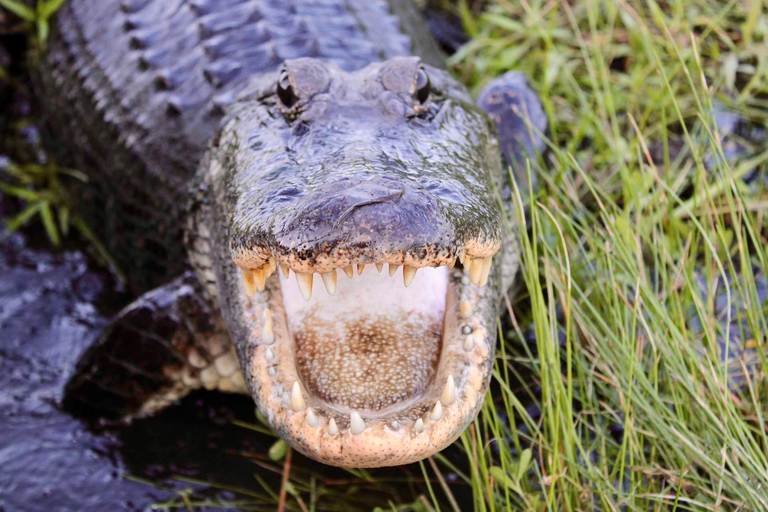 New Orleans: 6 Passenger Premium Airboat Swamp Tour Self-Drive to Meeting Point