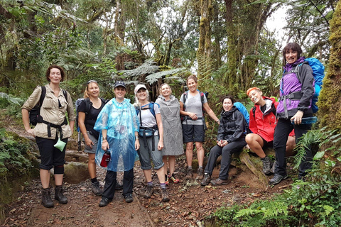 Kilimandscharo-Tagestour