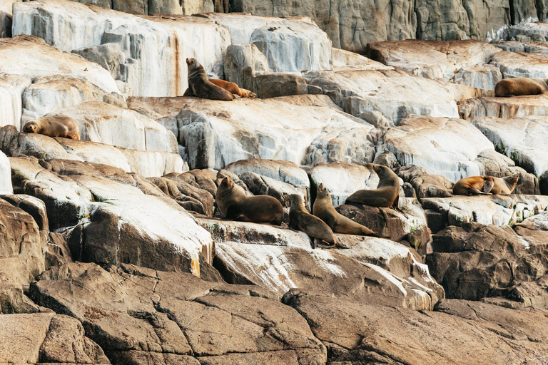 Desde Port Arthur Crucero por la naturaleza de la Isla TasmanDesde Port Arthur: crucero por el desierto de la isla de Tasmania