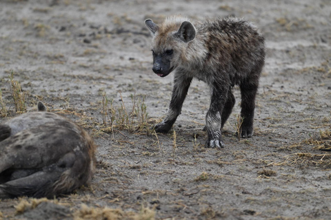 Windhoek: 3-Day Guided Safari in Etosha with Lodge