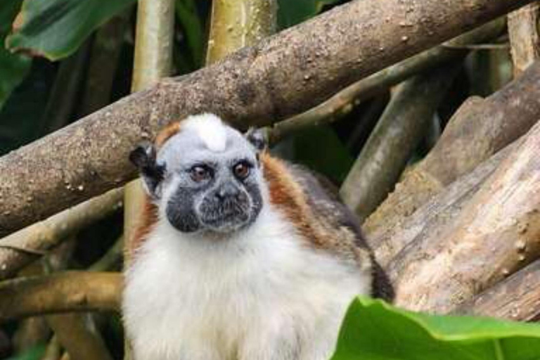 Panama City: Monkey Island & Gatun Lake Tour