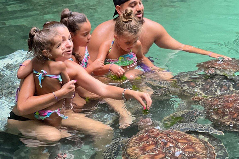 MNEMBA DELFIN UND SCHILDKRÖTE SCHWIMMEN IN NUNGWI