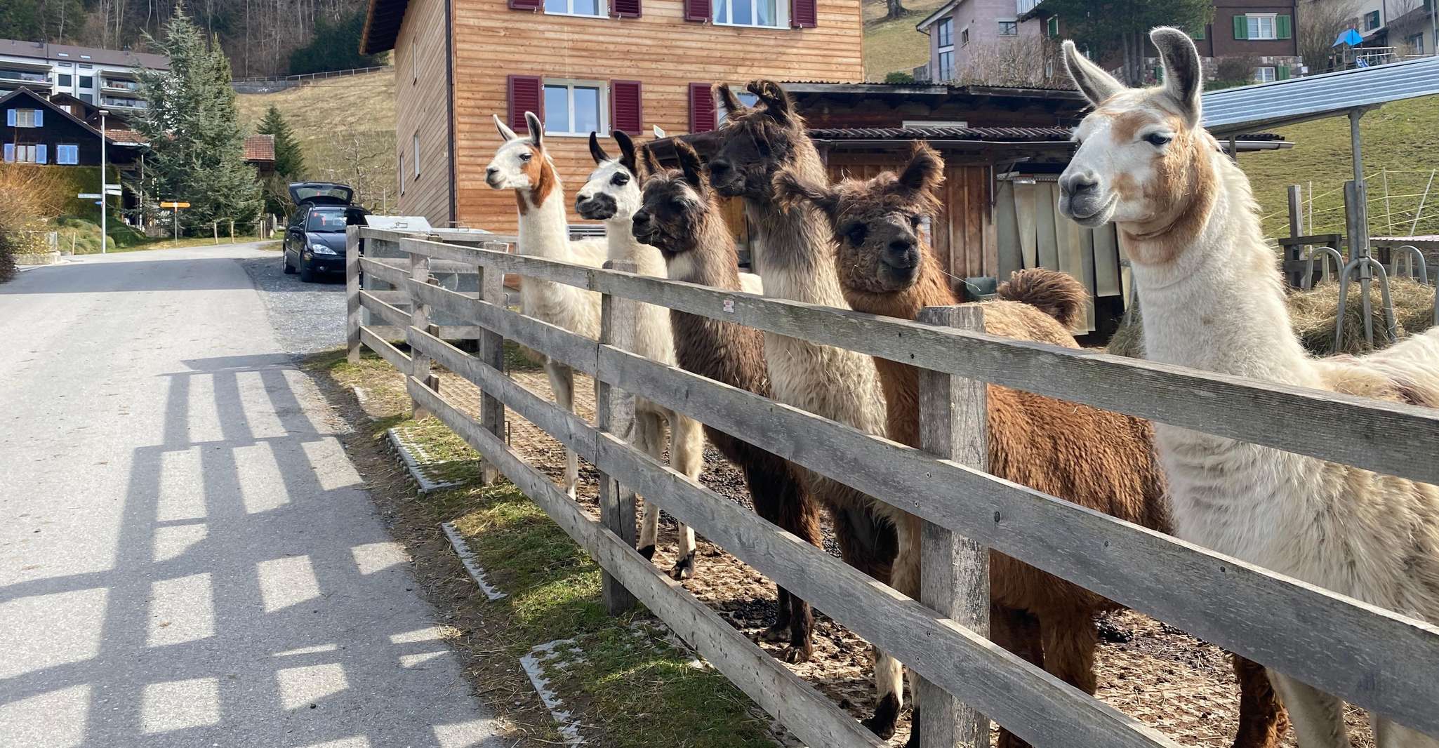 Triesenberg, Walk with a llama in the beautiful mountains - Housity