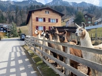 Triesenberg, marche avec un lama dans les belles montagnes - Housity