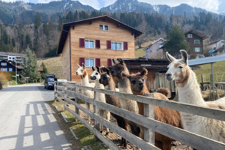 Triesenberg: Vandra med lamor i bergen