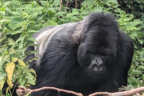 4 Day Rwanda Gorilla Trekking & Dian Fossey Tomb