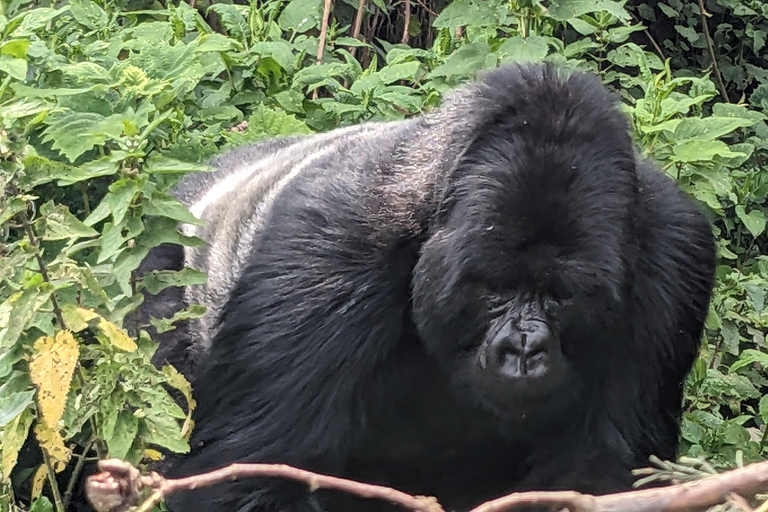 4 Day Rwanda Gorilla Trekking & Dian Fossey Tomb