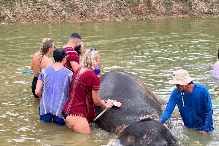 Elephant Experience with transfers and Thai food buffet