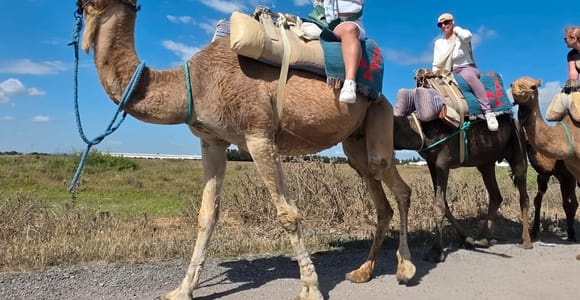 Hammamet: Combo Horse and Camel Ride in Nature