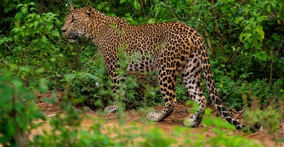 Wilpattu National Park: Morgen- oder Nachmittags-Safari