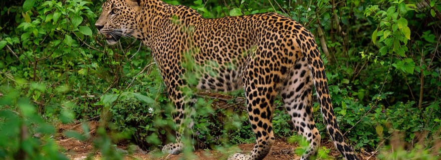 Parc national de Kumana : Safari d'une journée (05h00 - 18h00)