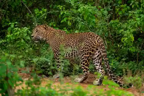 Wilpattu National Park: Morning or Afternoon Safari