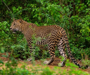 Wilpattu Nationaal Park: Ochtendsafari of middagsafari