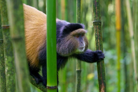 From Kampala: 2-Day Golden Monkey Trek in Mgahinga NP