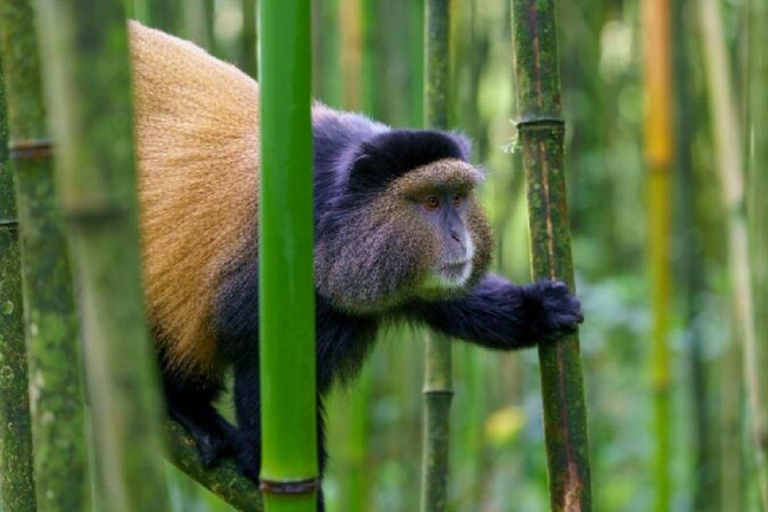 From Kampala: 2-Day Golden Monkey Trek in Mgahinga NP