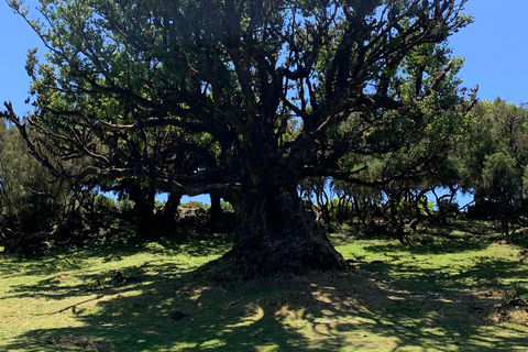 Madeira: privé sightseeingtour voor 1-2 personen