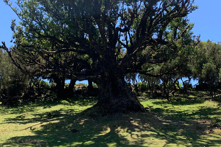 Madeira: privé sightseeingtour voor 1-2 personen