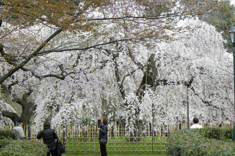 Kyoto: Guided Tea Ceremony, Garden, and Castle Tour Private Tour with Entrance Fees with Meeting Point