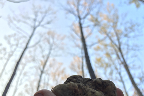 45 min from Milano/Genova: Truffle Hunting + Trattoria Lunch