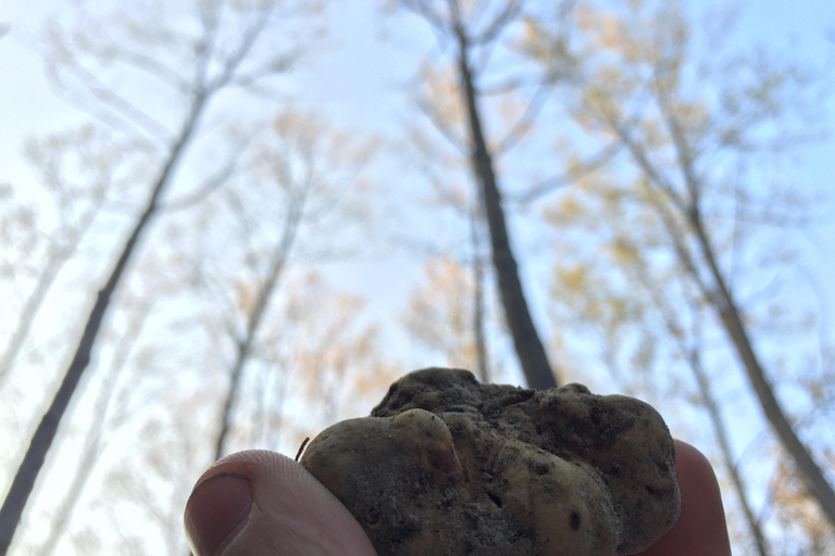 45 min from Milano/Genova: Truffle Hunting + Trattoria Lunch