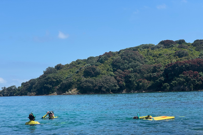 Auckland: Guided Snorkeling Tour and Island Exploration