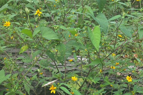 Manaus: Riverside Experience Tour, Fishing, Connection and Lunch Included.