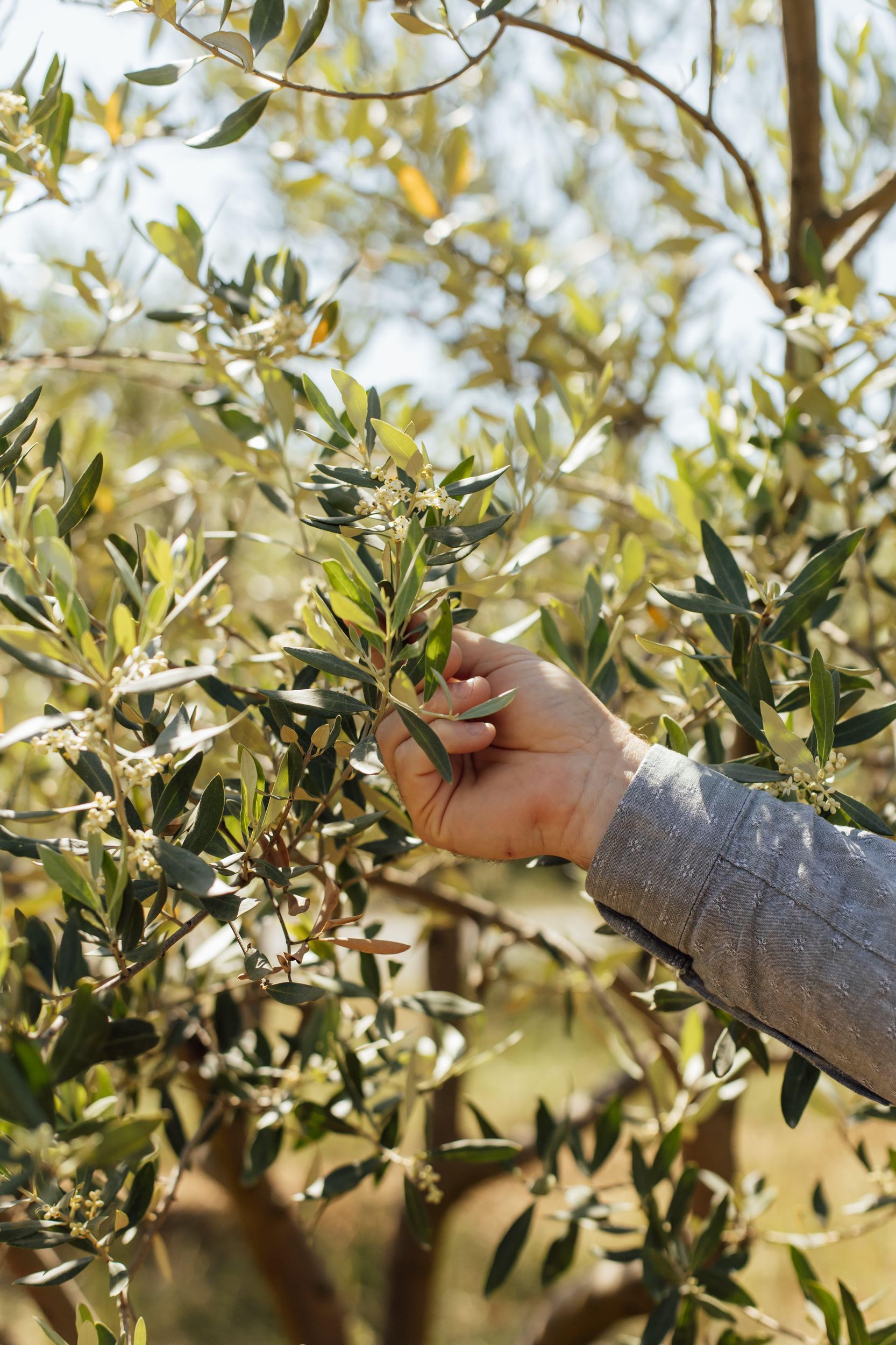 Südliche Ardèche: Gourmet-Tagestour mit Picodon, Likören und Olivenöl