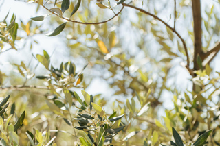 South Ardèche: a gourmet day trip featuring Picodon, liqueurs, and olive oil
